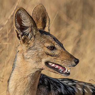 Samburu - Close-up jackal